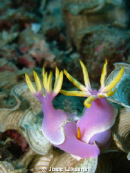 Risbecia apolegma. They are matting ! they do it slowly..... by Joice Laksana 